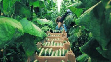 Female worker is collecting cucumbers in a narrow passage
