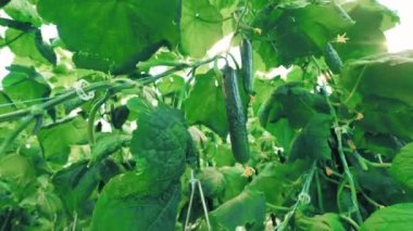 Green ripe cucumbers are growing in the glasshouse