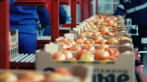 Tomates en cajas se mueven a lo largo del transportador — Vídeos de Stock
