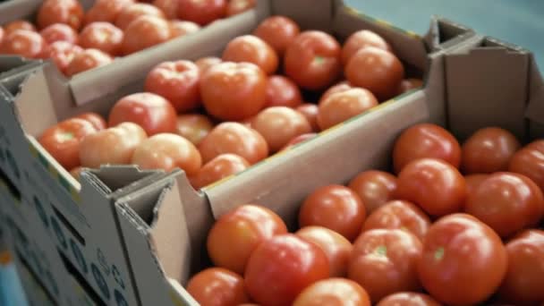 Cardboard boxes filled with red-ripe tomatoes — Stock Video