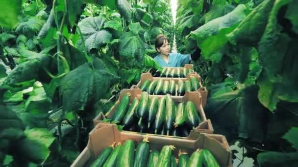 Vrouwelijke glastuinwerker verzamelt rijpe komkommers — Stockvideo