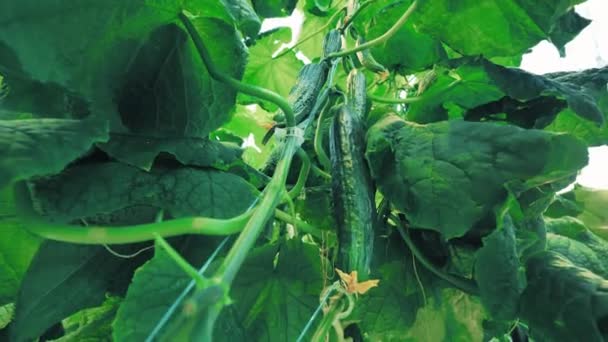 Clusters of ripe cucumbers with green leaves — Stock Video