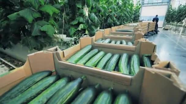 Een rij dozen gevuld met komkommers wordt getransporteerd — Stockvideo