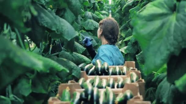 Estufa senhora está andando pelas fileiras de plantas de pepino — Vídeo de Stock
