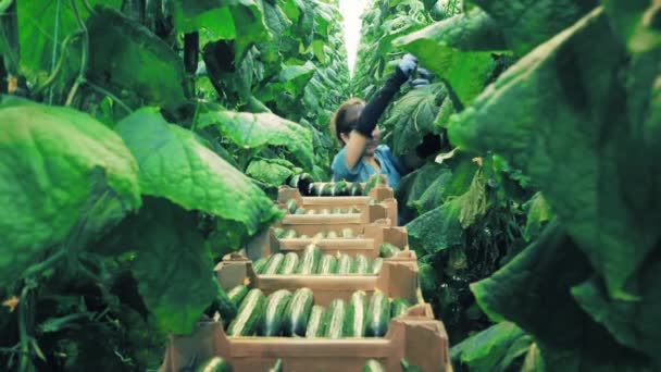 Female worker is collecting cucumbers in a narrow passage — Wideo stockowe