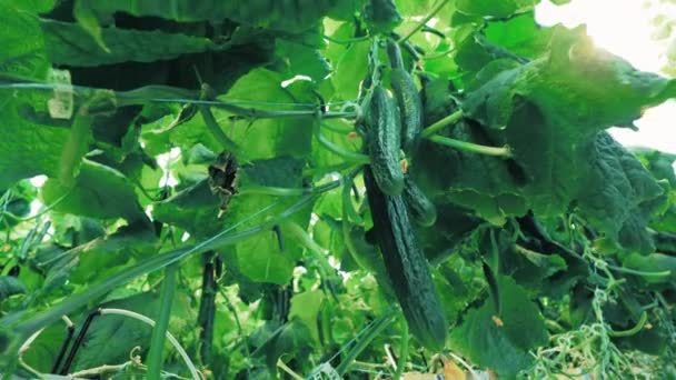 Ripe cucumbers are hanging on the bush — 비디오