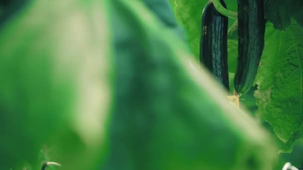 Hojas verdes con pepinos maduros entre ellos — Vídeos de Stock