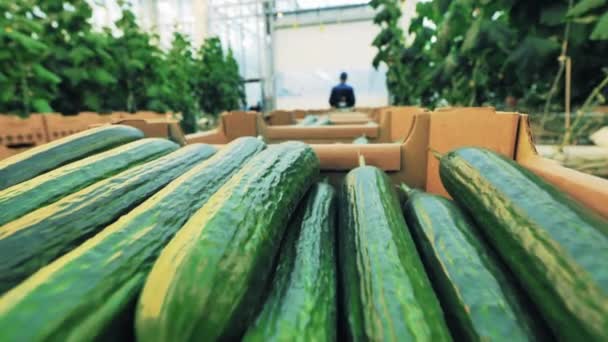 Close up of cucumbers in boxes getting transported — Stockvideo