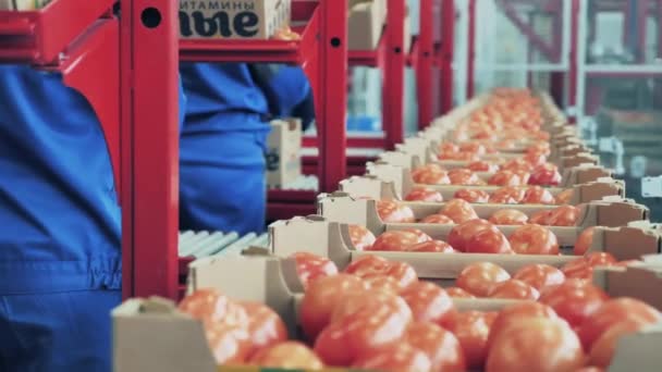 Tomatoes in boxes are getting removes from the conveyor — 图库视频影像