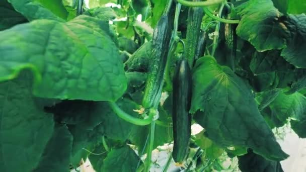 Green ripe cucumbers are hanging among the leaves — 图库视频影像