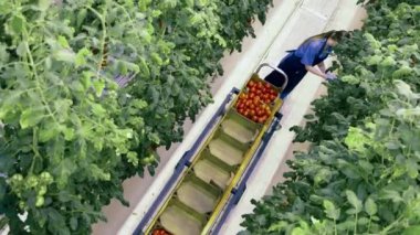 Dişi sera işçisi domatesleri el arabasına topluyor..