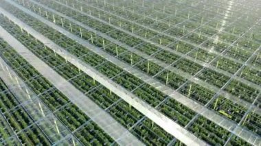 Yukarıdan sanayi serası, hava manzaralı. Şeffaf tavanlı bir sıcak evin üstünden görünüm