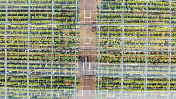 Greenhouse unit with people filmed through transparent roof. Industrial greenhouse from above, aerial view. — Stock Video