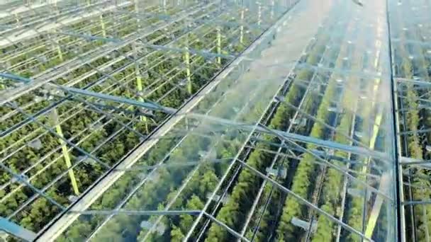 Greenhouses aerial view, epic view on industrial glasshouse. Green plantations shot through the transparent ceiling — Stock Video