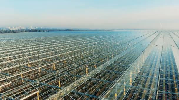 Enormes locales de tierras de cultivo con plantas creciendo dentro. Invernadero, invernadero industrial, concepto de agricultura moderna . — Vídeos de Stock