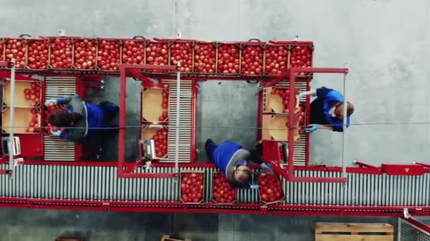 Bovenaanzicht van fabriekstransportband en arbeiders die tomatendozen sorteren — Stockvideo
