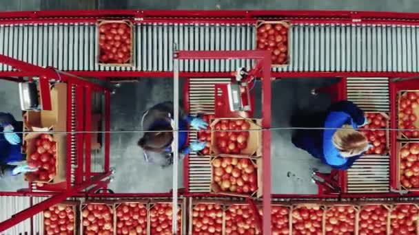 Women are weighing and packing tomatoes in a factory unit — Stock Video