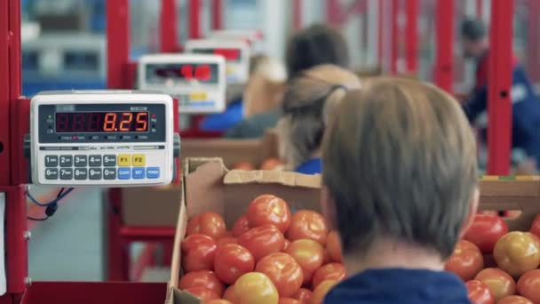 Tomates nas caixas estão sendo pesados em uma unidade de fábrica — Vídeo de Stock