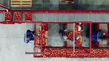 Kadın işçiler ve domateslerle dolu bir fabrika biriminin en üst görüntüsü. Fabrika taşıyıcısı ve endüstriyel üretim tesisi, ambalaj ekipmanları.