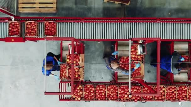 Vista superior de uma unidade fabril com trabalhadoras e tomates. Transportador de fábrica e instalação de produção industrial, equipamento de embalagem . — Vídeo de Stock