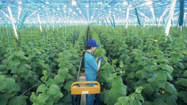 Female worker on an automatized vehicle is reaping off plants — Stock Video