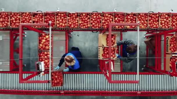 Las trabajadoras están clasificando los tomates en un transportador en una vista superior. Fábrica transportadora y planta de producción industrial, equipo de embalaje . — Vídeo de stock