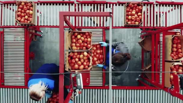 Vista superior de las trabajadoras reubicando tomates en el transportador. Equipo de embalaje industrial, instalación de fábrica . — Vídeos de Stock