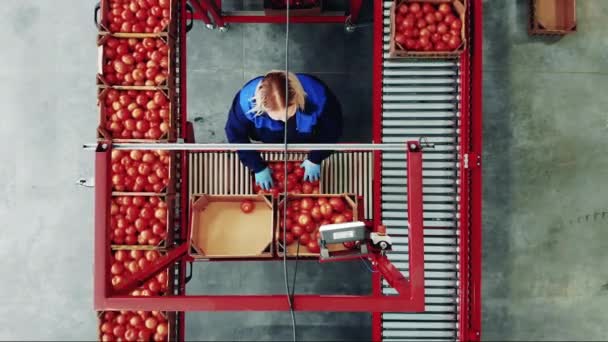 工厂传送机和一个在顶视图中对西红柿进行排序的妇女 — 图库视频影像