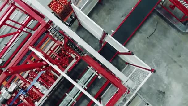 Коробки с помидорами перемещаются внутрь конвейера — стоковое видео