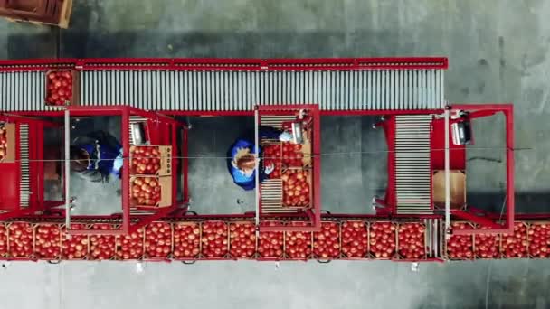 Equipo de embalaje industrial, instalación de fábrica. Vista superior de una unidad de fábrica con mujeres empacando tomates — Vídeo de stock