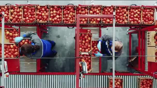 Movimiento rápido de las trabajadoras que clasifican los tomates en una vista superior — Vídeos de Stock