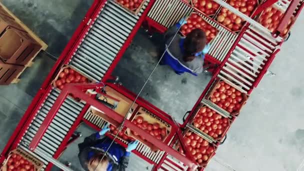 Transportador de fábrica e instalação de produção industrial, equipamento de embalagem. Vista superior de agricultores que embalam tomates maduros em uma fábrica — Vídeo de Stock