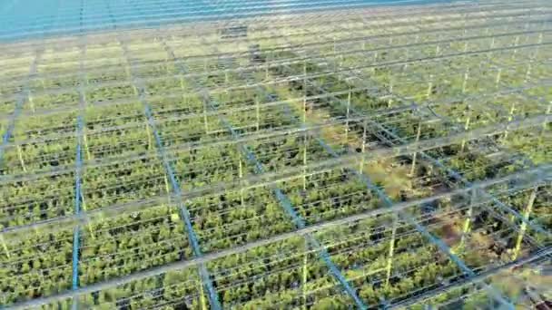 Vista desde arriba de un invernadero con plantaciones verdes. Invernadero industrial desde arriba, vista aérea . — Vídeos de Stock