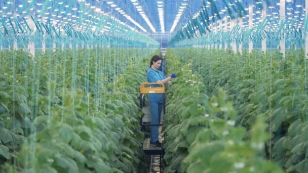 緑の島と植物の世話をする女性 — ストック動画