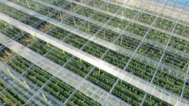 Ряды зеленых растений видны сквозь стеклянную крышу теплицы — стоковое видео