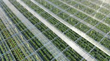 Güneş ışığının yansıdığı yeşillik gibi bir tavan. Yukarıdan sanayi serası, hava manzaralı..