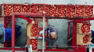 Fabrika taşıyıcısı, endüstriyel üretim tesisi, ambalaj malzemeleri. Domatesleri paketleyen ve tartan kadınların üst görünümü