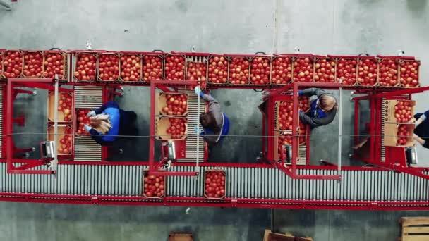 Vista desde arriba de los empleados reubicando tomates en el transportador — Vídeo de stock