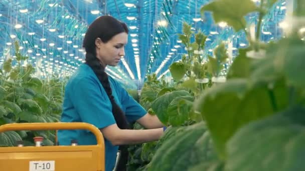 Woman works in a glasshouse, checking cucumbers. — Stock Video