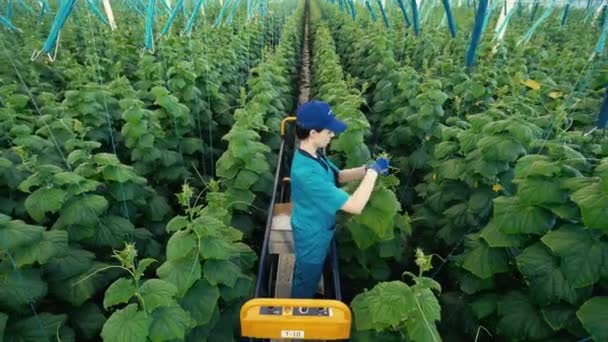 La persona trabaja con pepinos en un invernadero . — Vídeos de Stock