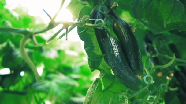 Ripe cucumbers grow on a branch. — Stock Video