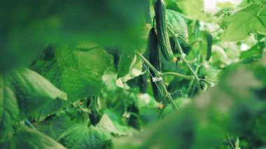 Büyük bir serada yeşil salatalıklar yetişir..