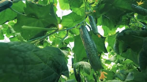 Plantas con pepinos cultivados en invernadero . — Vídeos de Stock