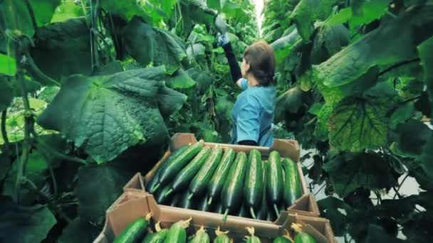 Landbouw, landbouw, voedselproductie Vrouw verzamelt komkommers in een kas. — Stockvideo