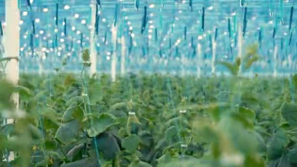 Muchas plantas de pepino que crecen en un invernadero . — Vídeos de Stock