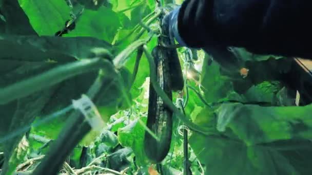Az üvegházi munkás az ágakról gyűjt uborkát.. — Stock videók