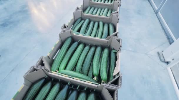 Gekweekte komkommers in dozen. Landbouw, landbouw, voedselproductie. — Stockvideo