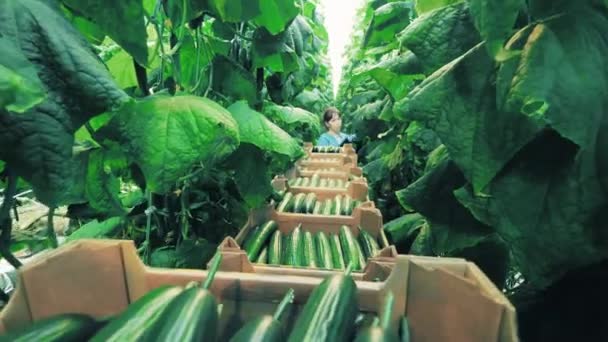 Travailleur de serre recueille des concombres mûrs . — Video