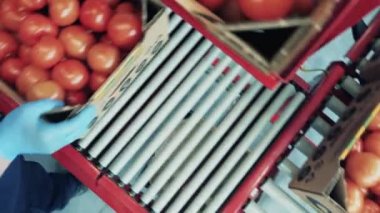 Bir işçi konveyördeki domatesleri kontrol ediyor..