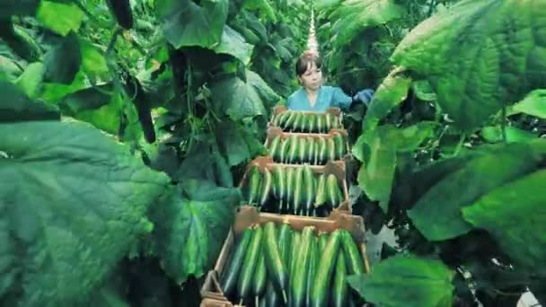 Jardineiro feminino trabalha em uma estufa, escolhendo pepinos. Conceito de agricultor . — Vídeo de Stock